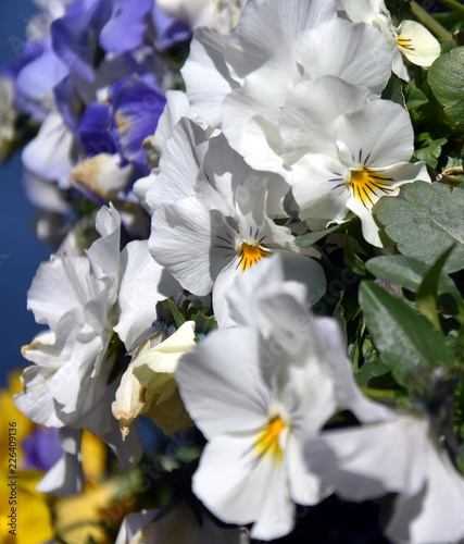 Close up of white pansy flowers or pansies blooming in the garden. Close-up of blooming Spring Flowers. Season of flowering pansies. Pansy blooming in the Spring.