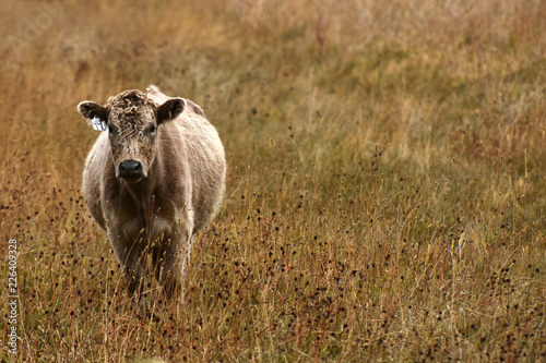 Beef Cattle Background
