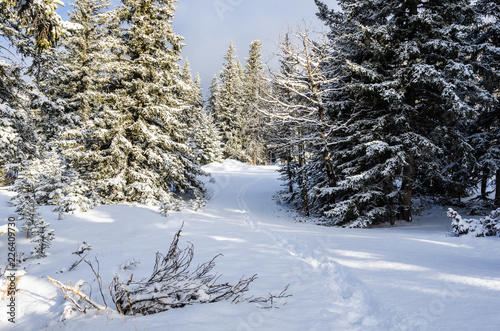 Path through a Snowy Forest in Banff, AB, Canada