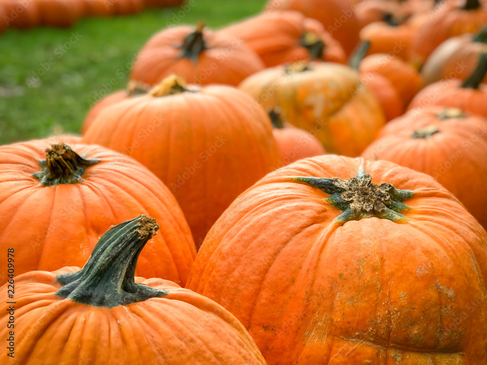Pumpkins Pumpkins