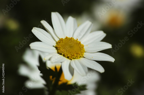 white daisy flower