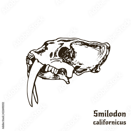 Prehistoric cat Skull. Tattoo logo design. Book illustration