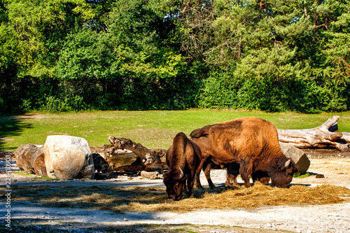 A herd of grazing bisons. © Marina
