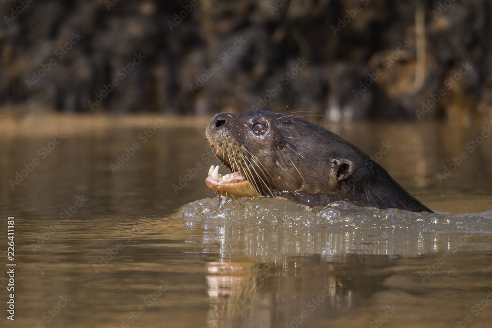 Obraz premium Giant Otter, Pantanal, Mato Grosso, Brazil