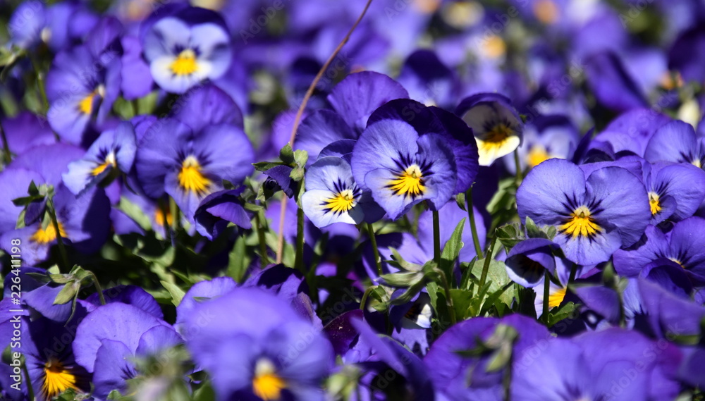 Close up of blue pansy flowers or pansies blooming in the garden. Close-up of blooming Spring Flowers. Season of flowering pansies. Pansy blooming in the Spring. Close up of blue pansy flowers or pansies blooming in the garden. Close-up of blooming Spring Flowers. Season of flowering pansies. Pansy blooming in the Spring.
