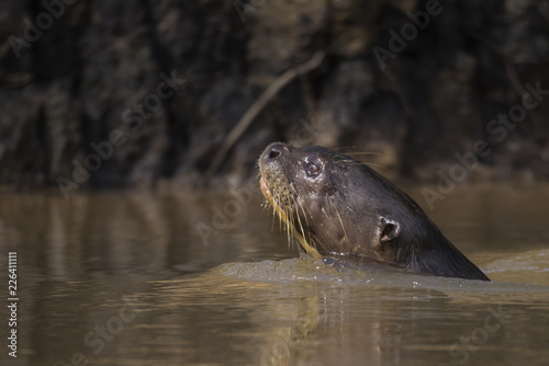 Giant Otter, Pantanal, Mato Grosso, Brazil