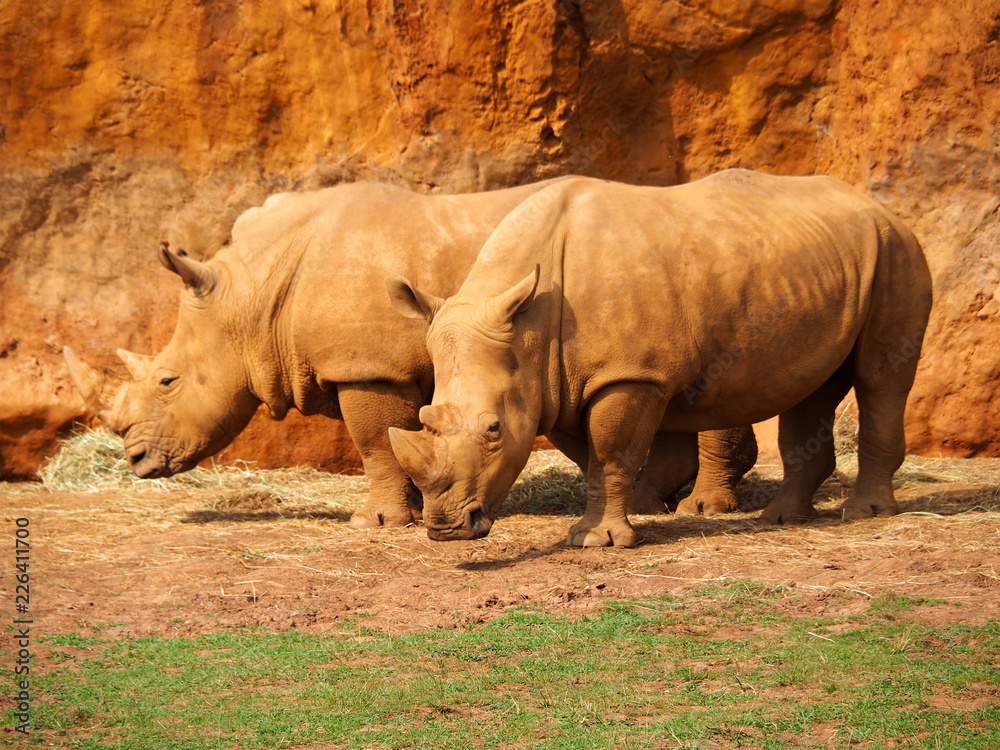 Fototapeta premium View of two white rhinos