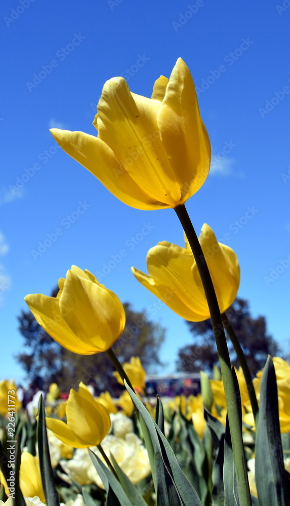 Yellow Tulip Flowers Against Blue Sky