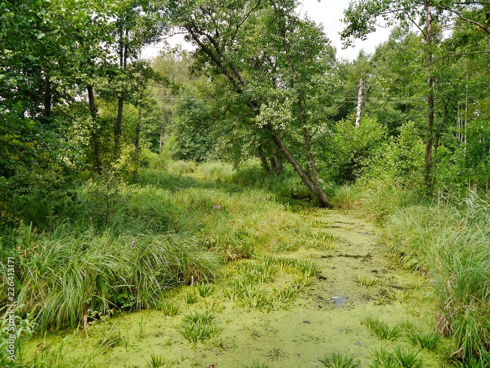 Fototapeta premium Fluss mit Entengrütze