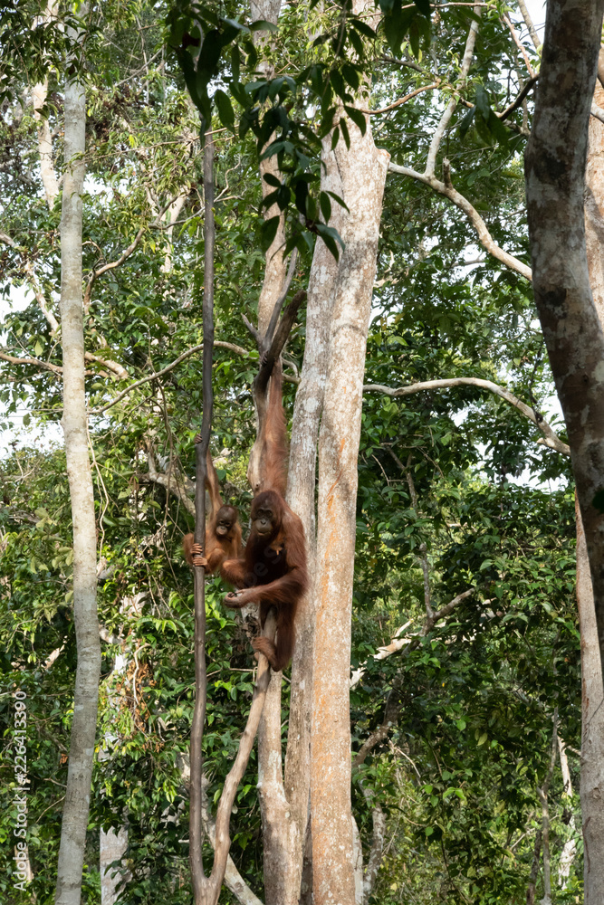 Familia orangutanes reserva Borneo