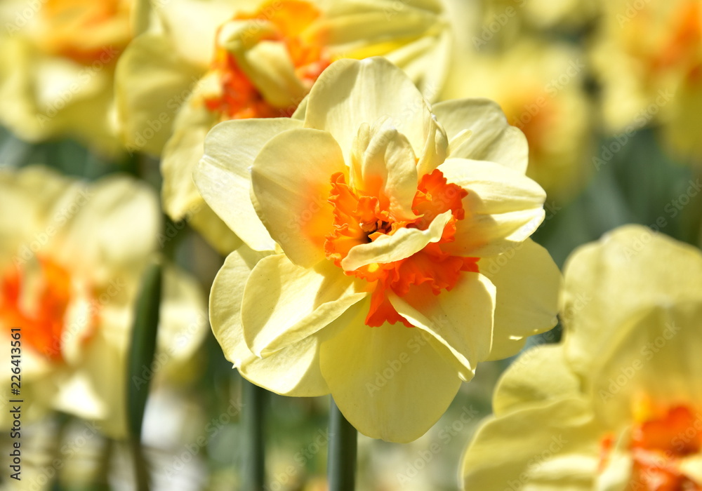 View to a Yellow Daffodil (Narcissus) Flower in Spring. Close-up of blooming Spring Flowers. Season of flowering Daffodils. Narcissus bloom in the Spring. View to a Yellow Daffodil (Narcissus) Flower in Spring. Close-up of blooming Spring Flowers. Season of flowering Daffodils. Narcissus bloom in the Spring.