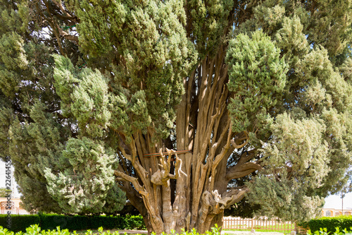 Second Oldest Living Thing photo