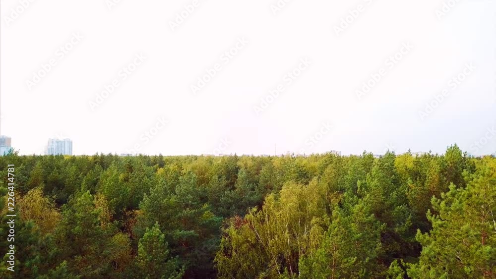 Aerial view. Directly above the deciduous forest in autumn. Top view of the grove with Oak and birch trees. Red, yellow and green lush foliage on the trees. Aerial view. Directly above the deciduous forest in autumn. Top view of the grove with Oak and birch trees. Red, yellow and green lush foliage on the trees.