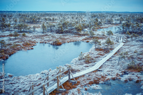 Big swamp wetlands Kemeri national park, Latvia photo