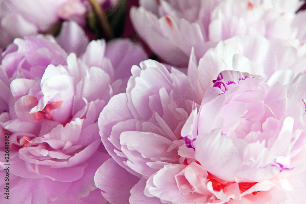 Closeup of beautiful pink Peonie flower