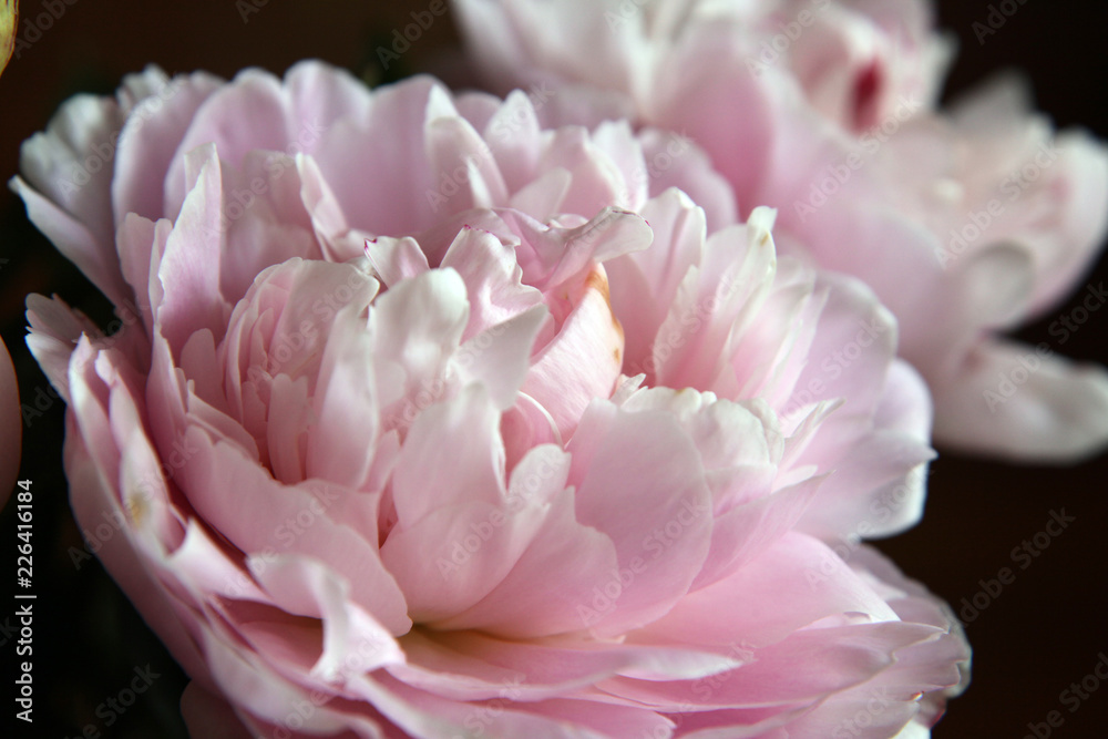 Closeup of beautiful pink Peonie flower Closeup of beautiful pink Peonie flower