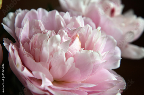 Closeup of beautiful pink Peonie flower