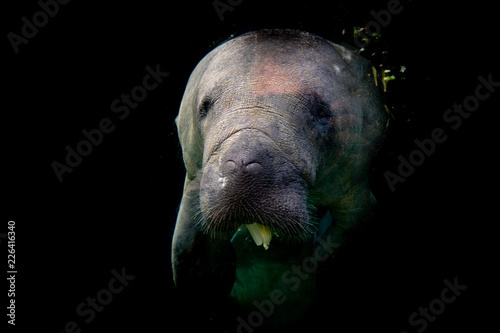 manatee isolated on black while eating photo