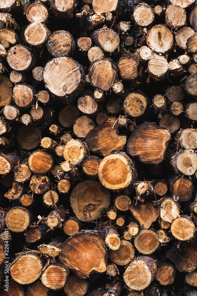 Big pile of logs Big pile of logs