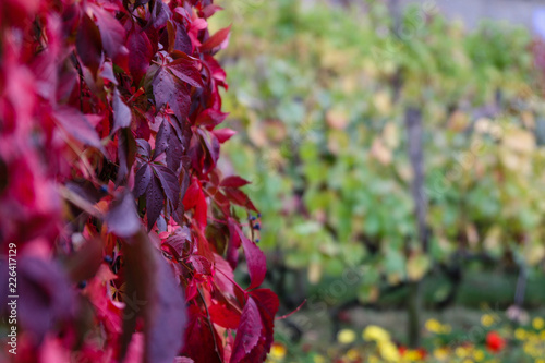 Vigne vierge rouge à l'automne  photo