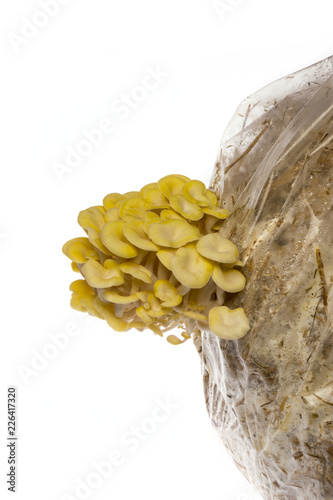 Oyster mushrooms - Pleurotus cornucopiae growing on a sack with straw photo