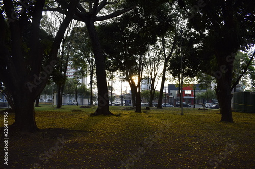 Silhueta de árvore, gramado verde e pôr-do-sol © Luis Soquetti