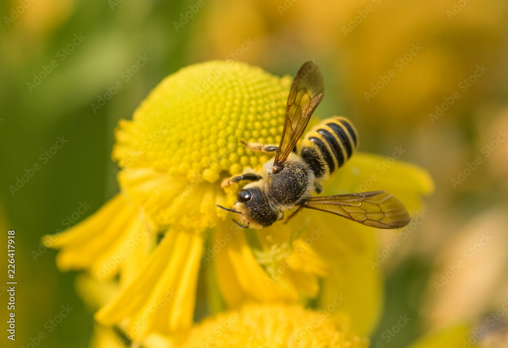 A Leaf-cutter Bee (Megachile) collection nectar and pollen on a yellow Sneezeweed (Helenium) flower A Leaf-cutter Bee (Megachile) collection nectar and pollen on a yellow Sneezeweed (Helenium) flower