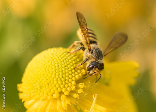 A Leaf-cutter Bee (Megachile) collection nectar and pollen on a yellow Sneezeweed (Helenium) flower