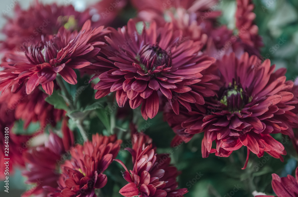 Mulltilobe chrysanthemums blooming in the fall in a park. Mulltilobe chrysanthemums blooming in the fall in a park.