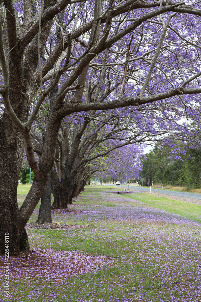 Naklejka premium Beautiful Jacaranda trees in New Farm Park, Queensland, Australia