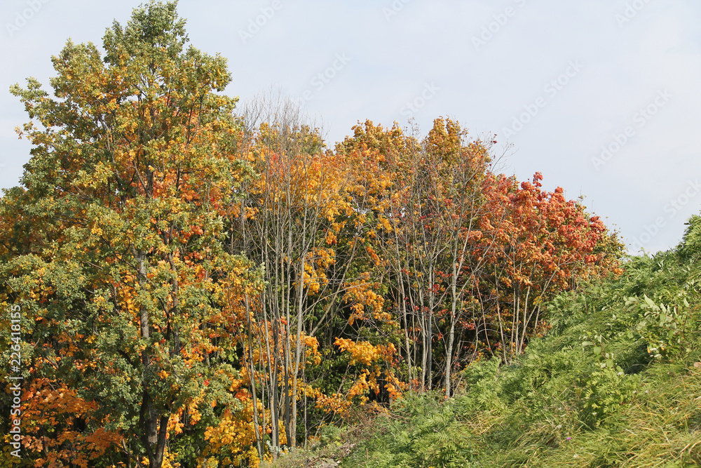Landscape with autumnal deciduous forest. Maples with yellow and red foliage