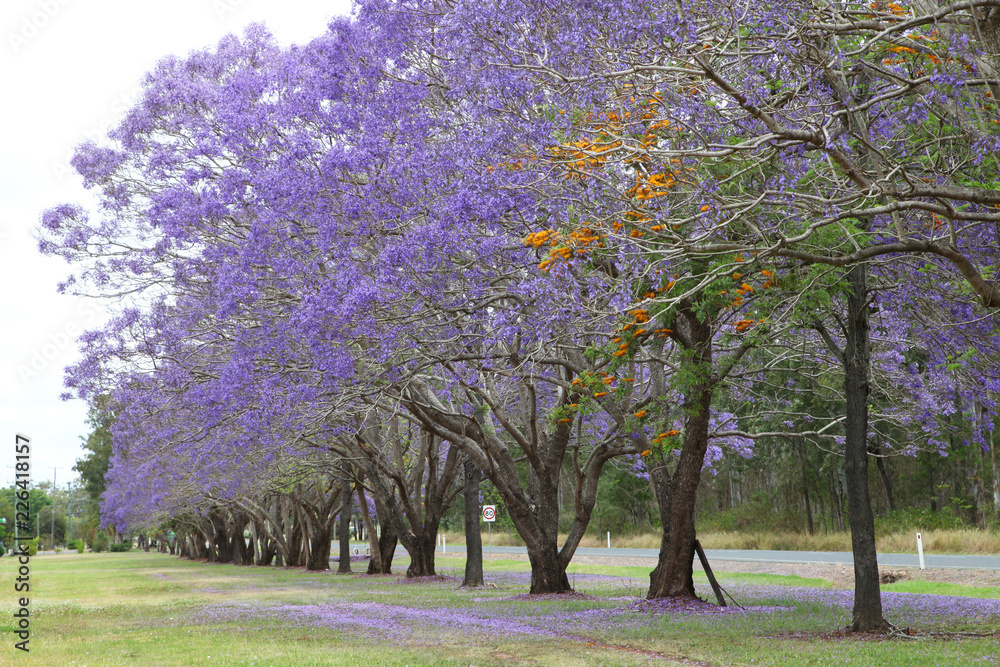 Beautiful Jacaranda trees in New Farm Park, Queensland, Australia