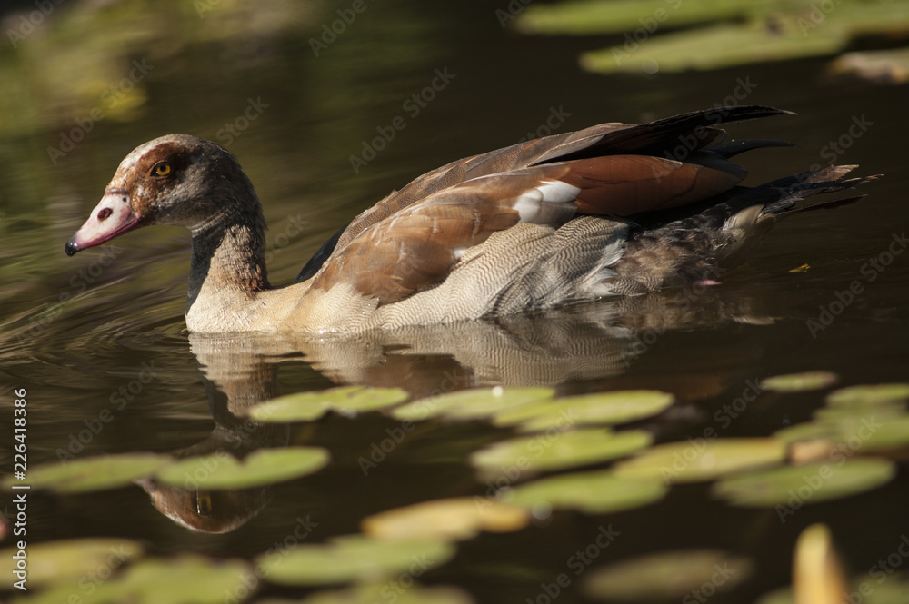 Obraz premium duck on water1