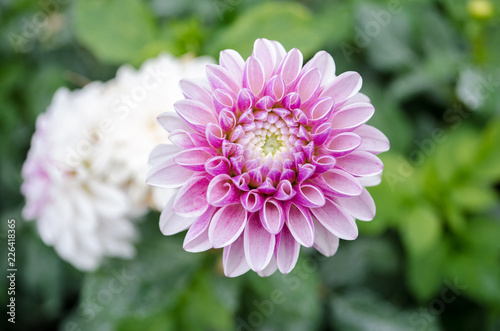 Mulltilobe pink gerbera blooming in the fall in a park.