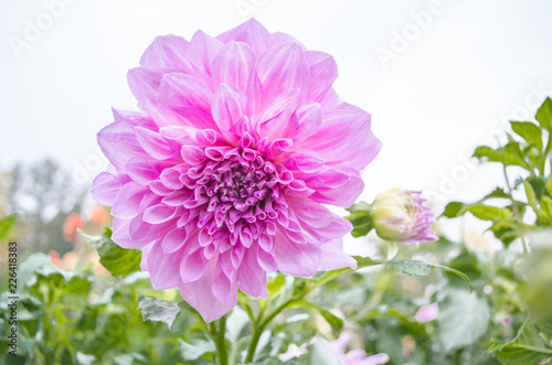 Mulltilobe pink gerbera blooming in the fall in a park.