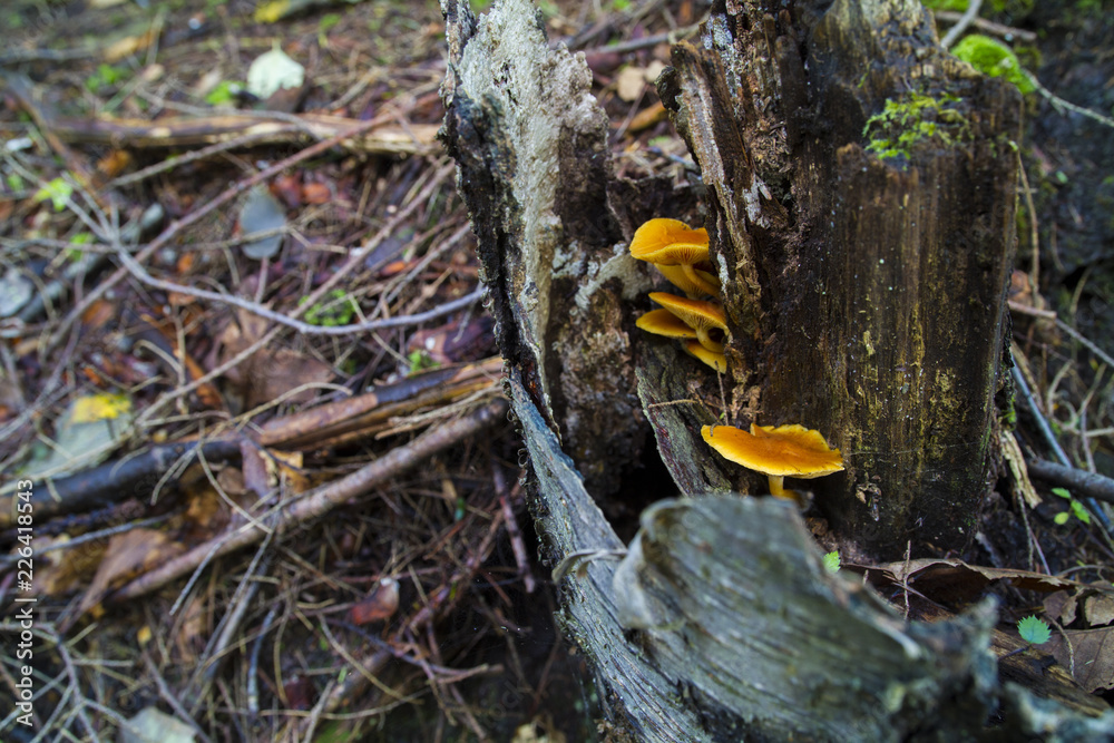 Honey Mushrooms Grow Hidden In Hull Of Tree Stump Honey Mushrooms Grow Hidden In Hull Of Tree Stump