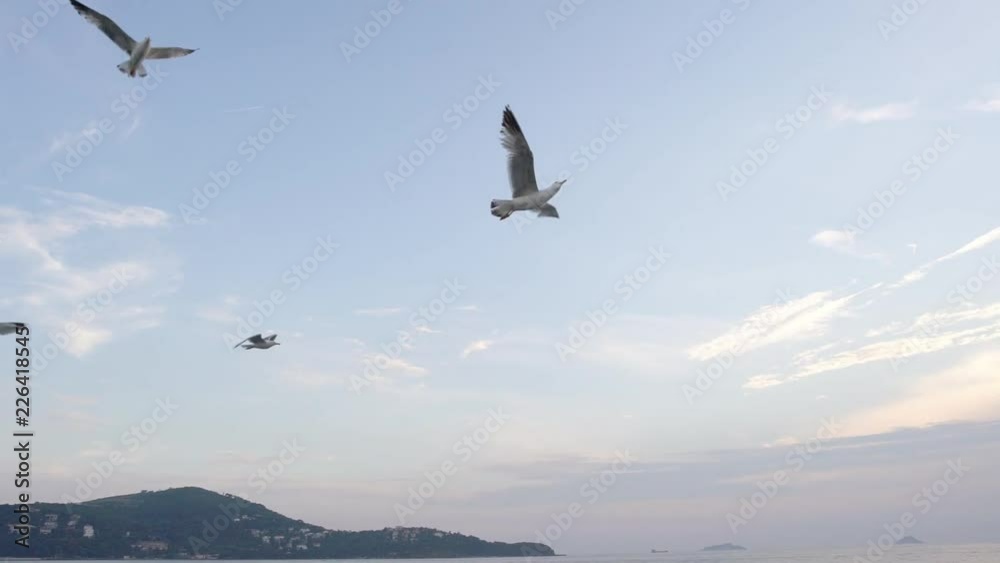 Slow Motion seagulls flying over the sea in sunset in Istanbul Islands Slow Motion seagulls flying over the sea in sunset in Istanbul Islands