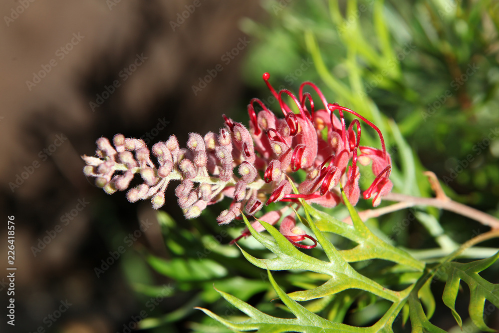 Closeup of pink and yellow Grevillea flower located in Queensland, Australia Closeup of pink and yellow Grevillea flower located in Queensland, Australia