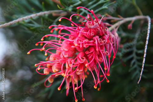 Closeup of pink and yellow Grevillea flower located in Queensland, Australia