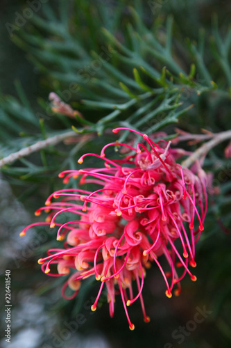 Closeup of pink and yellow Grevillea flower located in Queensland, Australia
