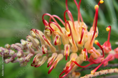 Closeup of pink and yellow Grevillea flower located in Queensland, Australia photo