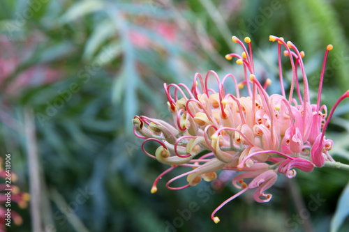 Closeup of pink and yellow Grevillea flower located in Queensland, Australia