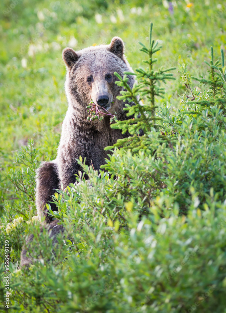 Fototapeta premium Grizzly bear in the wild