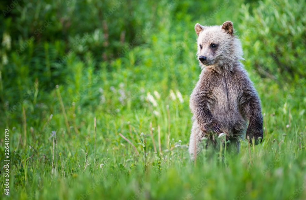 Fototapeta premium Grizzly bear in the wild