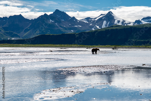 Grizzly bear fishes for salmon in the beautiful scenery of Katmai National Park in Alaska, surrounded by mountains and a river photo
