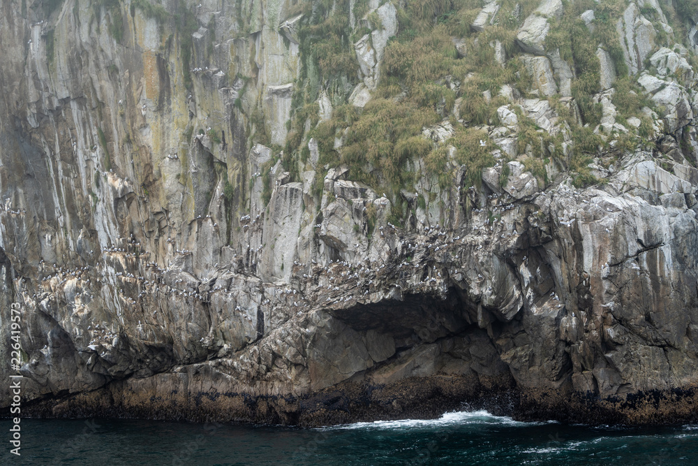 Hundreds of birds at the Chiswell Islands rookery in Kenai Fjords National park in Alaska