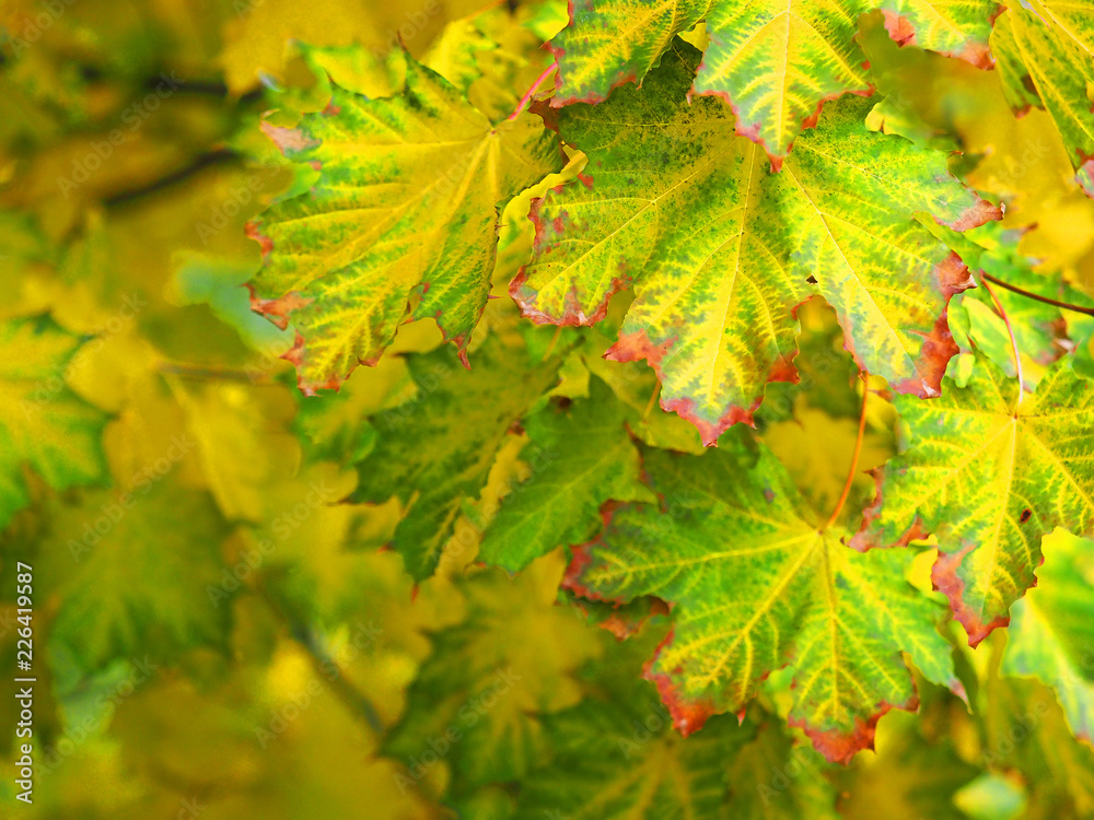 Nature autumn background. Multicolor maple leaves on the branch. Acer