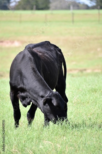 black angus cow eating grass