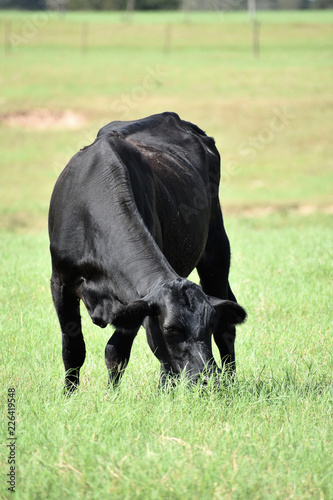 black angus cow eating grass