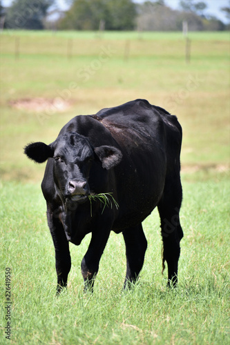 black angus cow eating grass